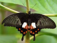 Kleiner Mormonenfalter - Schmetterlingsgarten Icod de los Vinos